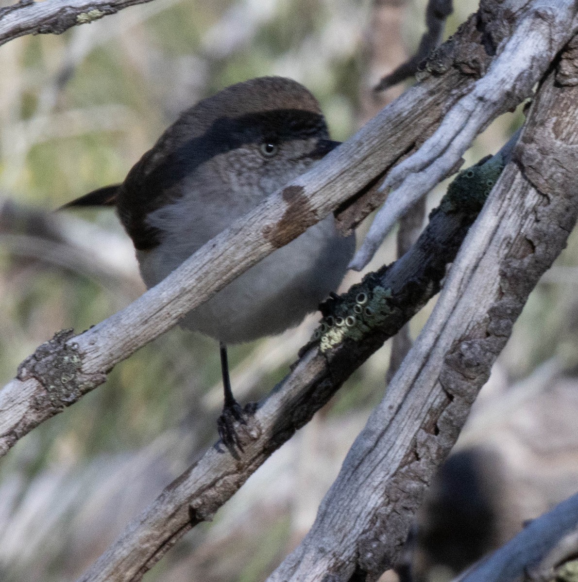 Chestnut-rumped Thornbill - ML609445736