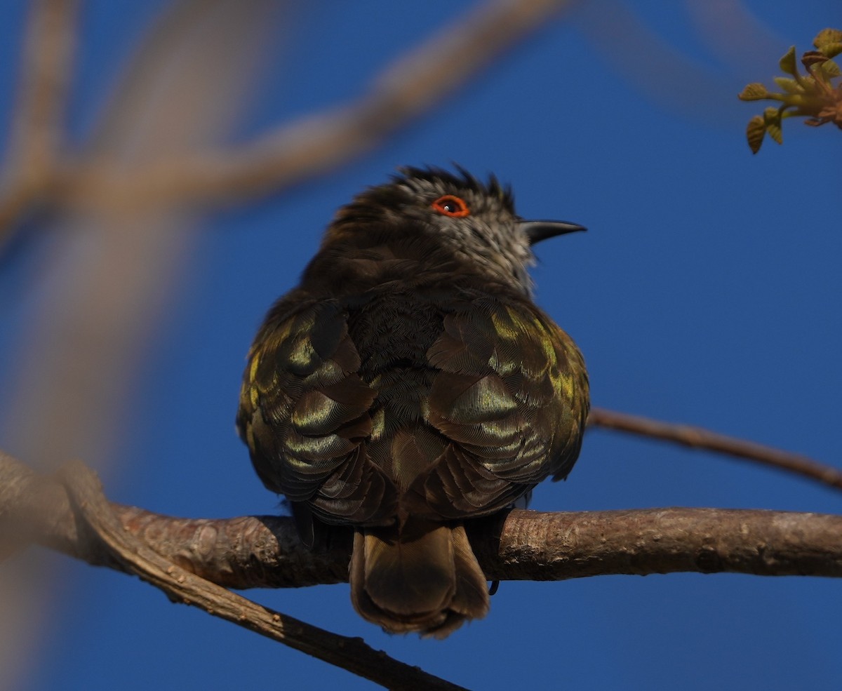 Little Bronze-Cuckoo - ML609445739