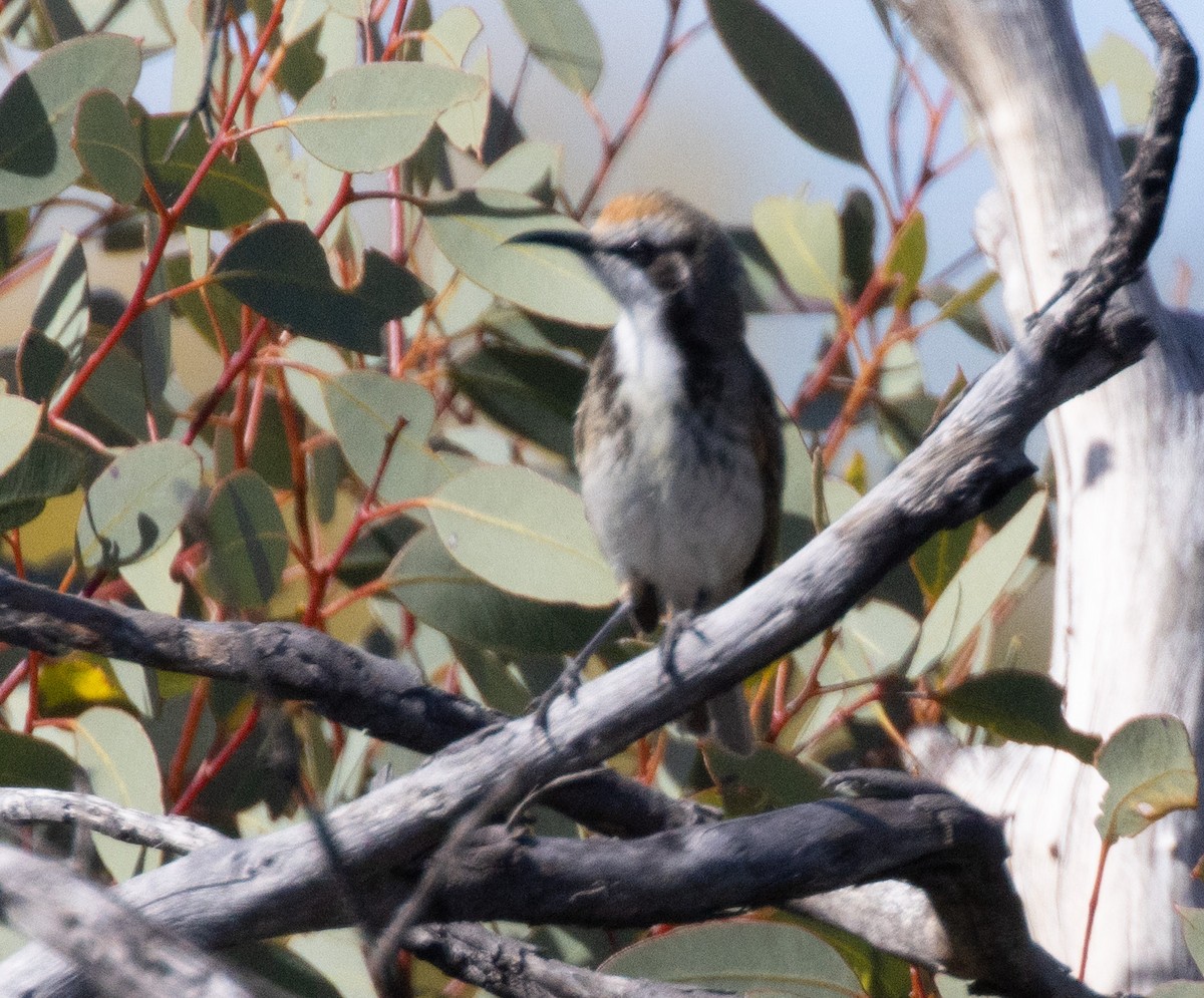 Tawny-crowned Honeyeater - ML609445768