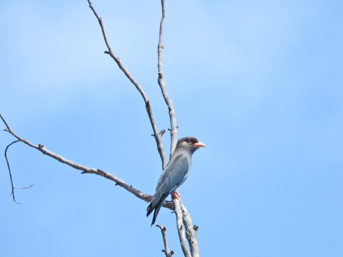 Dollarbird - Sheryl Gracewski