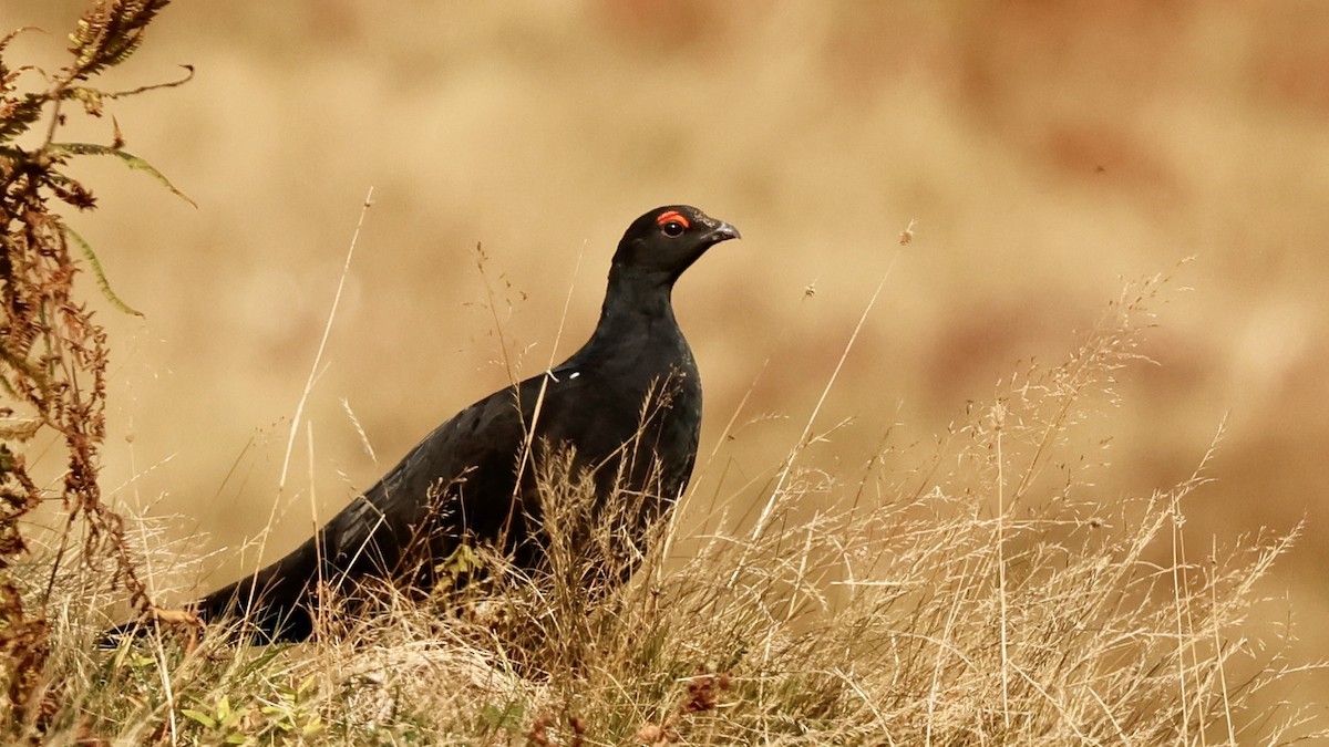 Caucasian Grouse - ML609445785