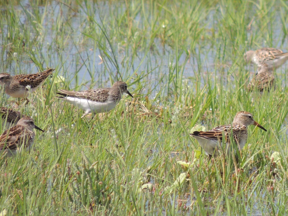 Baird's Sandpiper - ML609445790