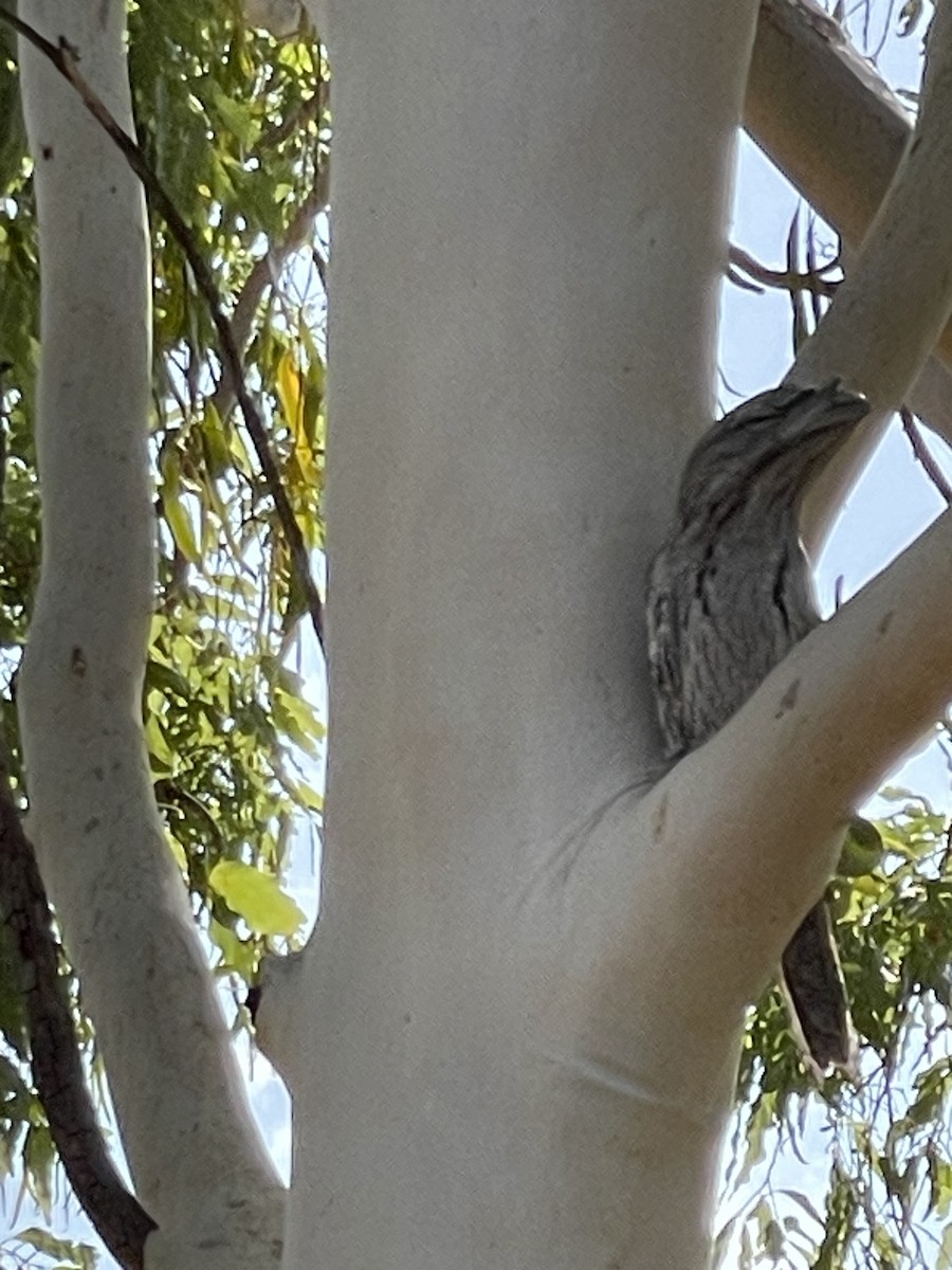 Tawny Frogmouth - ML609445792