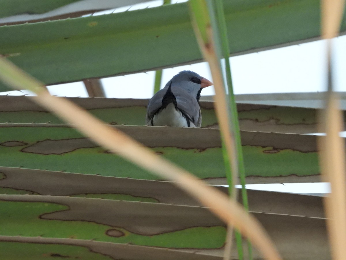 Long-tailed Finch - ML609445869