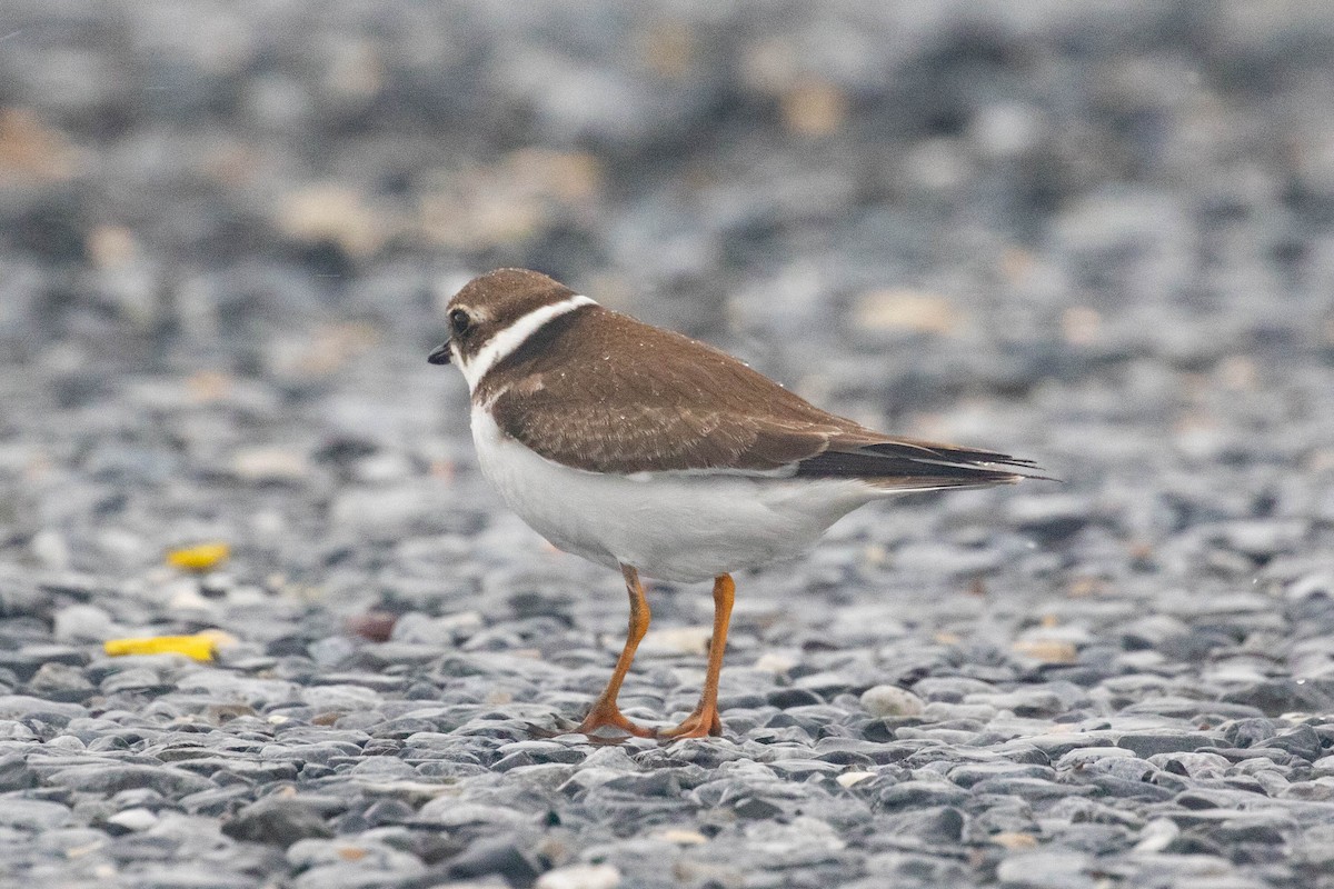 Semipalmated Plover - ML609446012