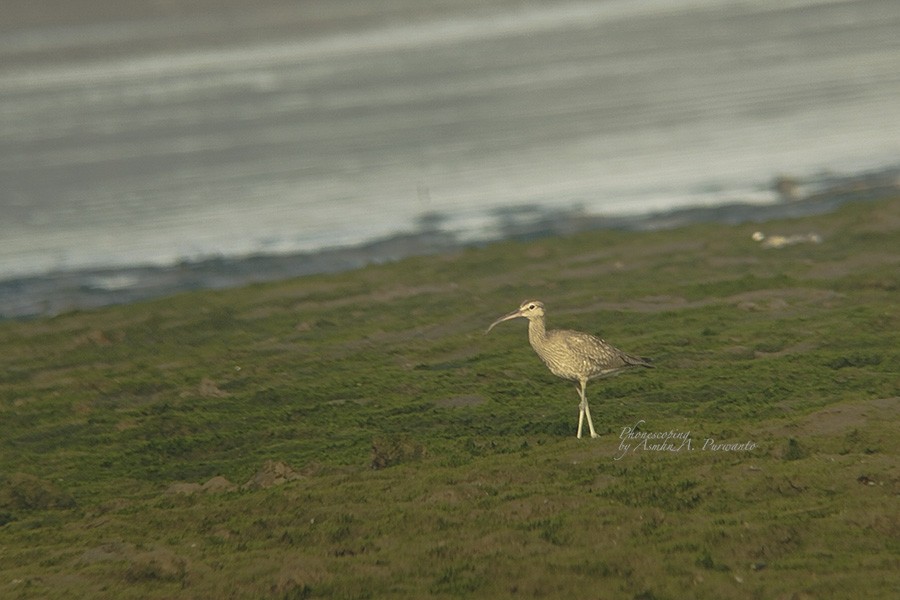 Eurasian Whimbrel - ML609446080