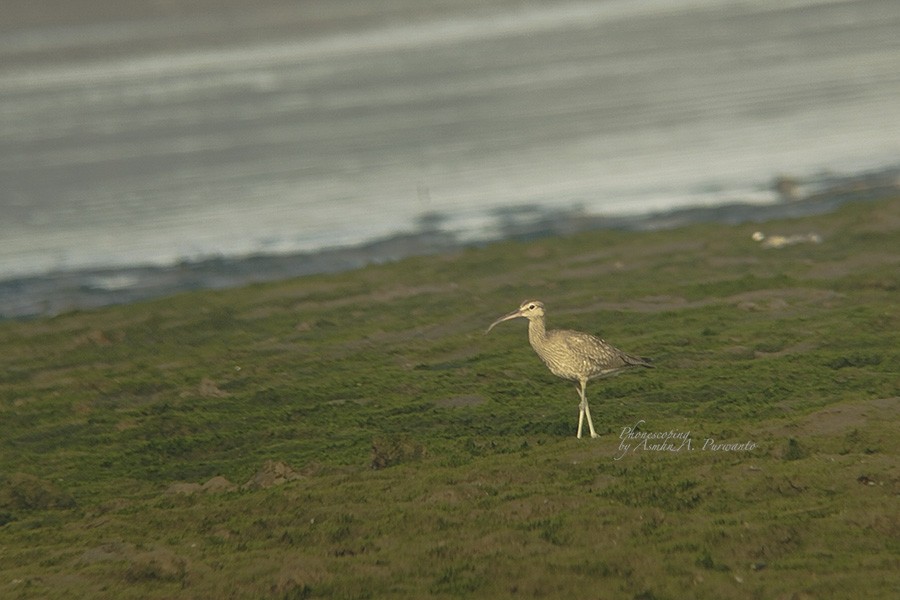 Whimbrel - Asman Adi Purwanto