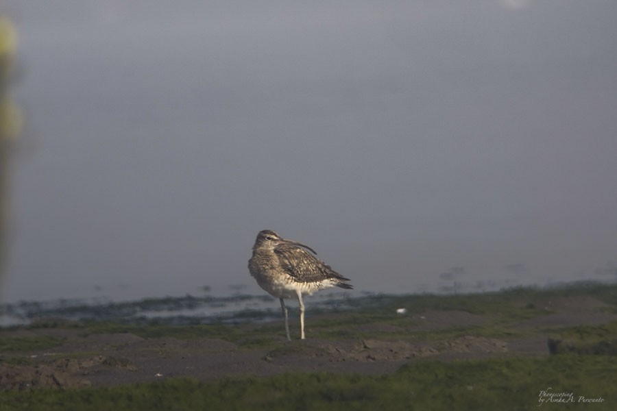 Eurasian Whimbrel - ML609446082