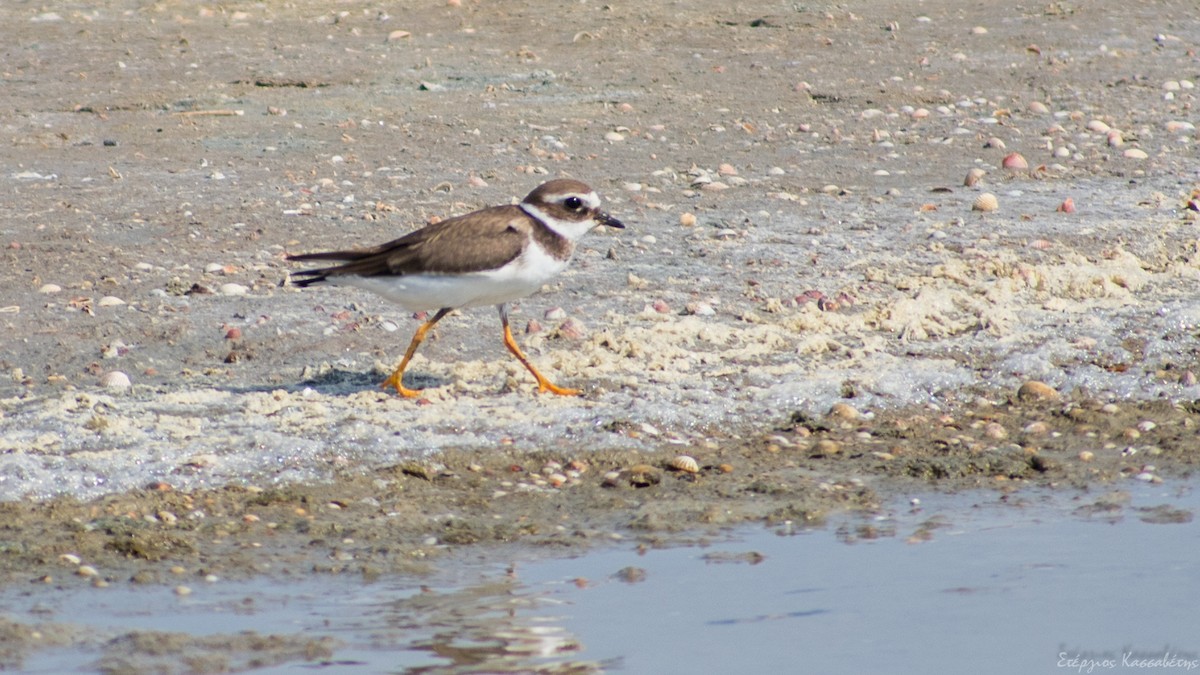 Common Ringed Plover - ML609446089