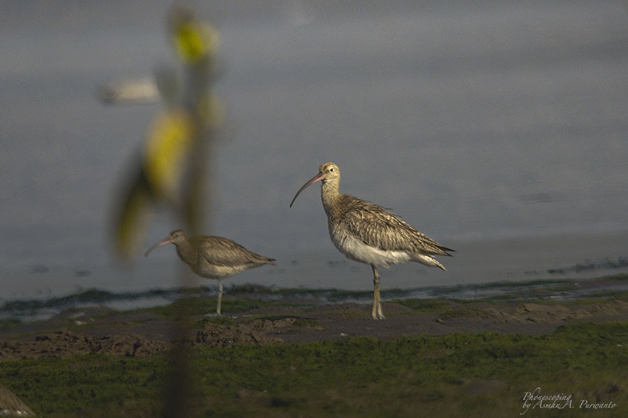 Eurasian Curlew - ML609446091