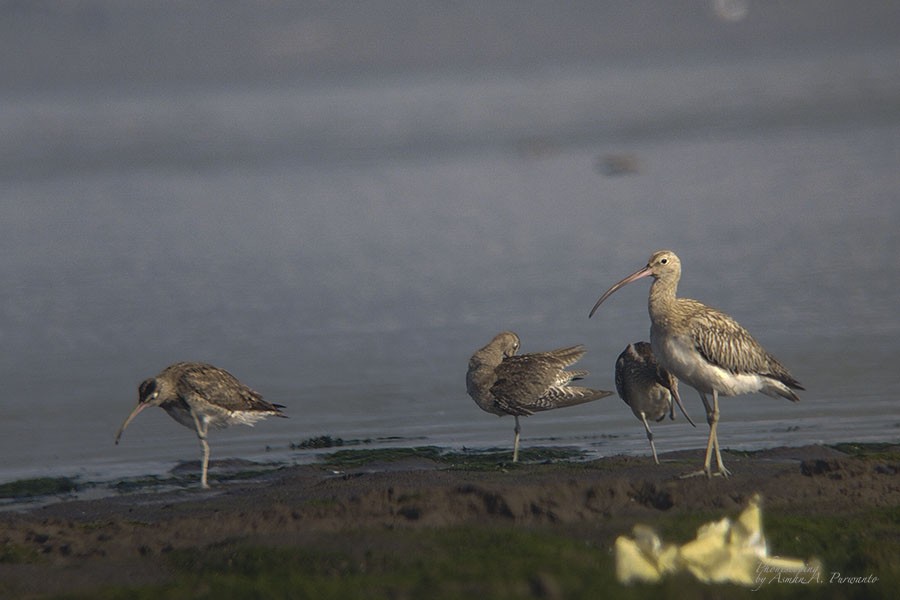 Eurasian Curlew - ML609446092