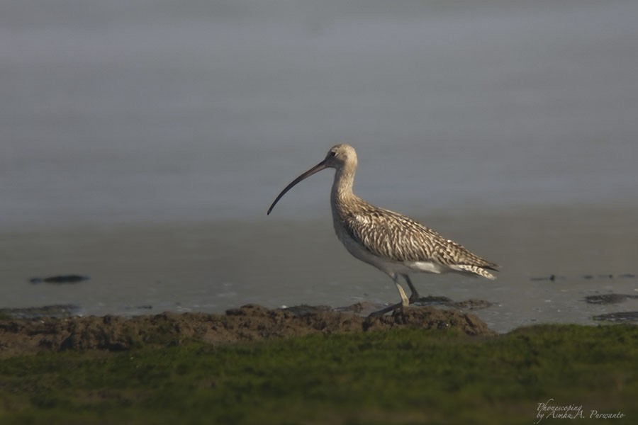 Eurasian Curlew - ML609446093