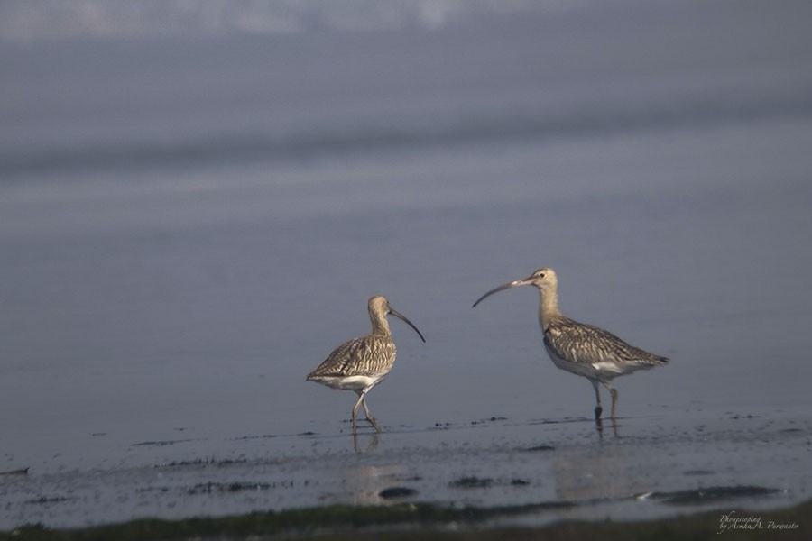 Eurasian Curlew - ML609446094