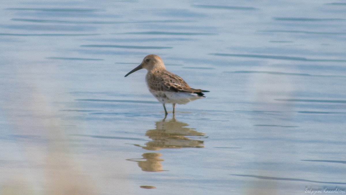 Dunlin - ML609446097