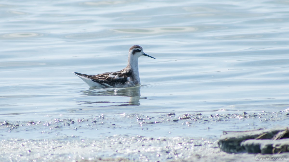 Red-necked Phalarope - ML609446130