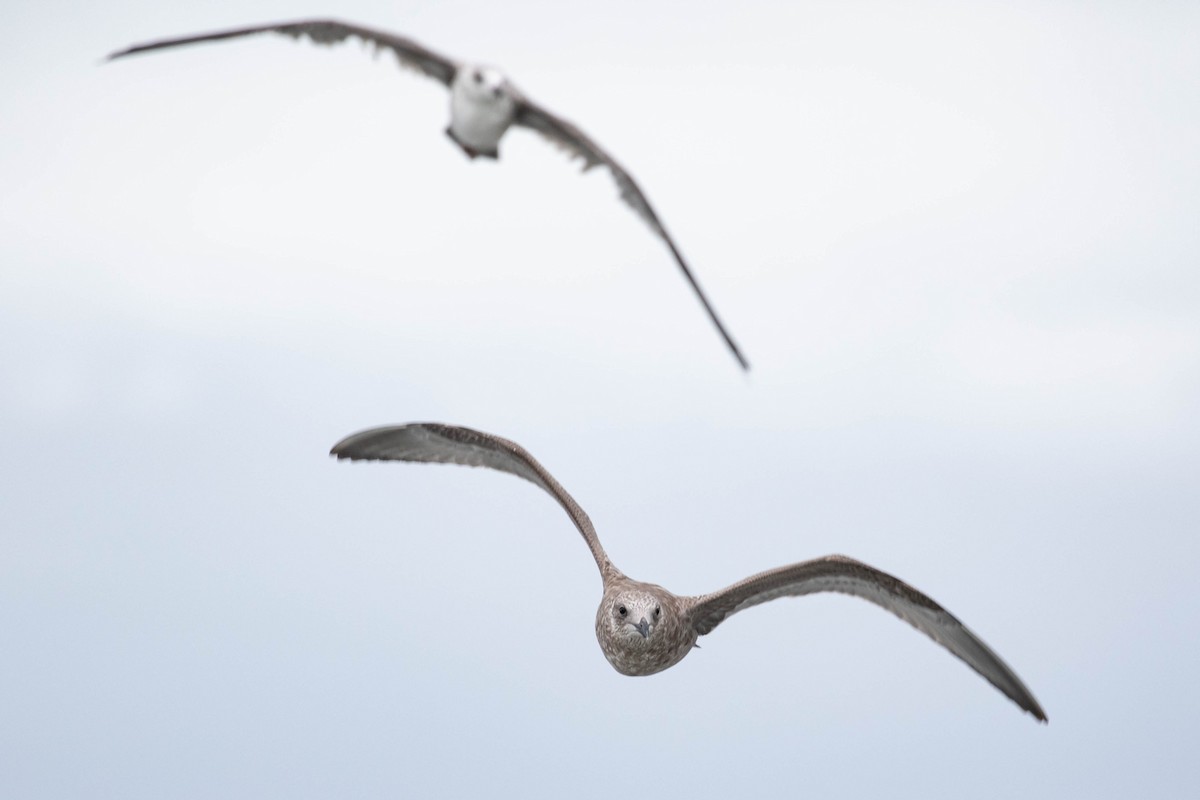 Herring Gull - Xiaoni Xu