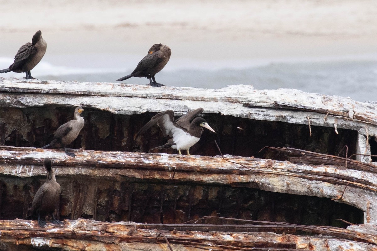 Brown Booby - Xiaoni Xu