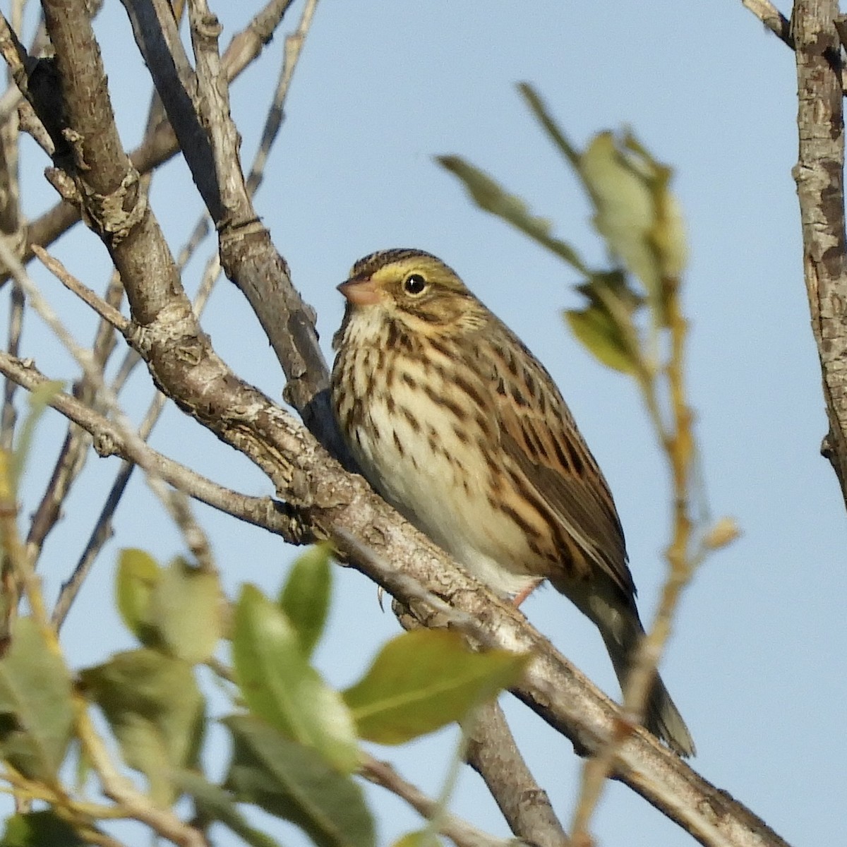 Savannah Sparrow - ML609446288