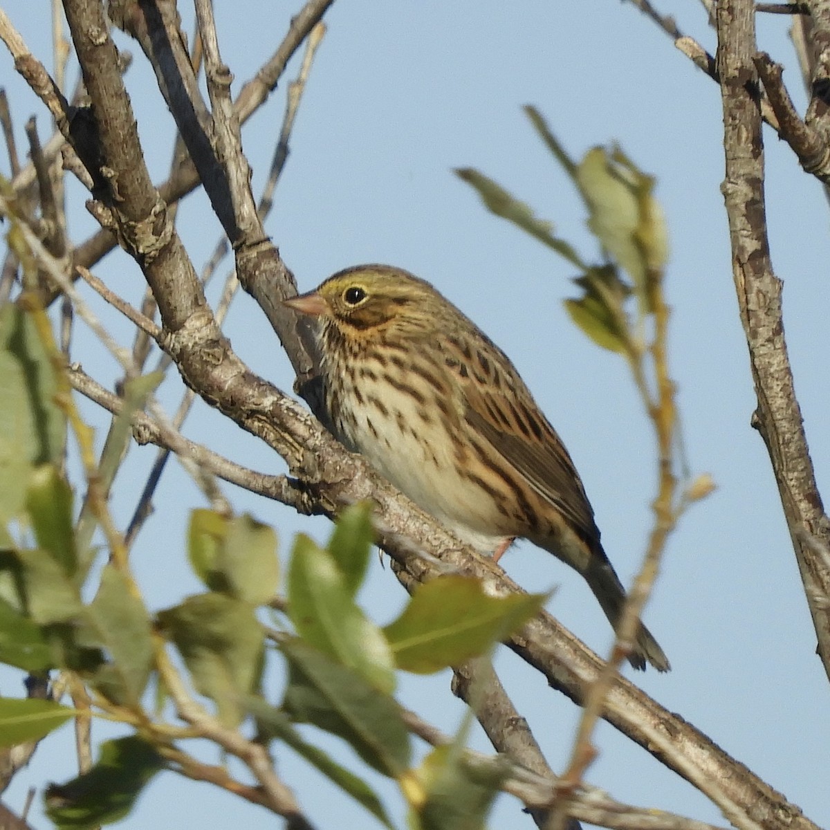 Savannah Sparrow - ML609446312
