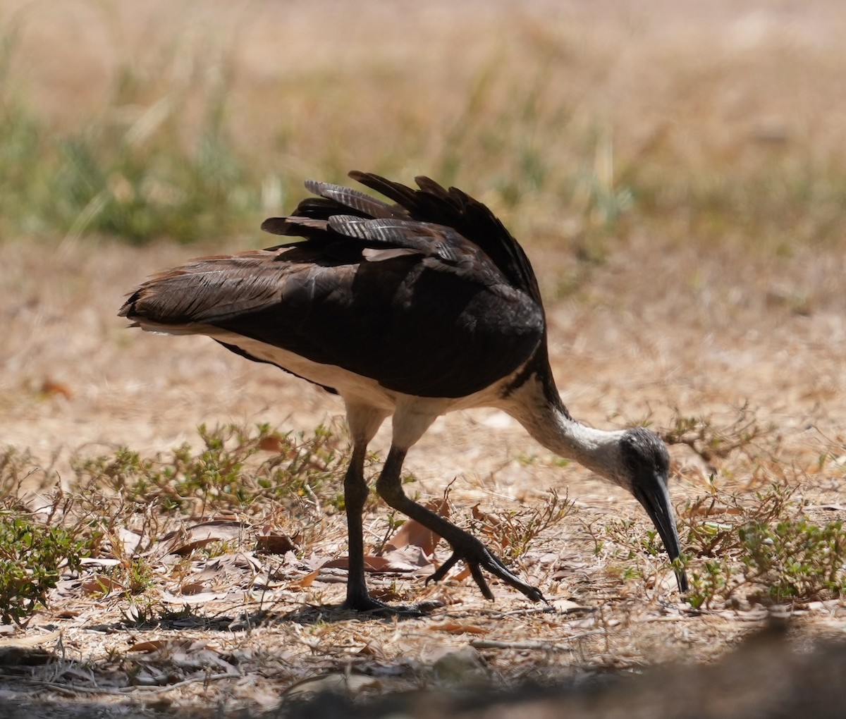 ibis slámokrký - ML609446351