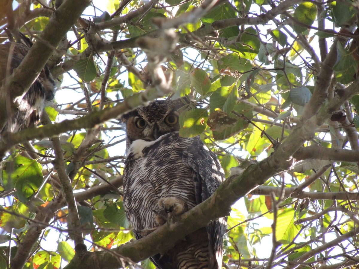 Great Horned Owl - ML609446378