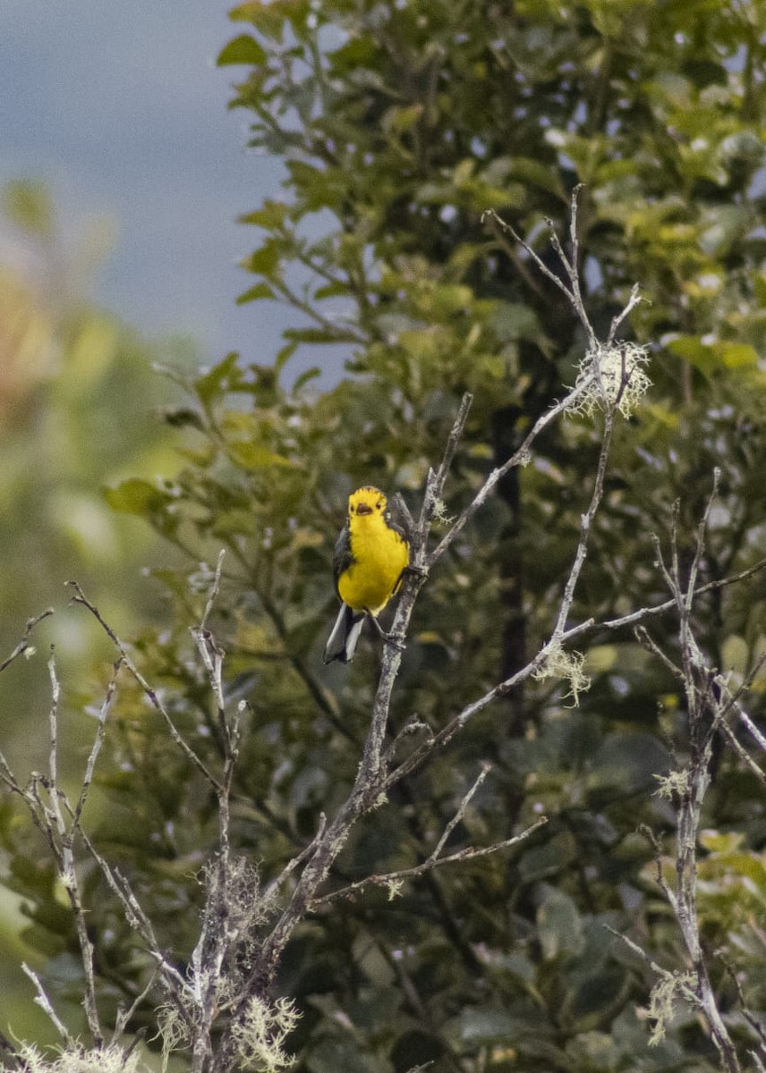 Golden-fronted x Spectacled Redstart (hybrid) - ML609446412