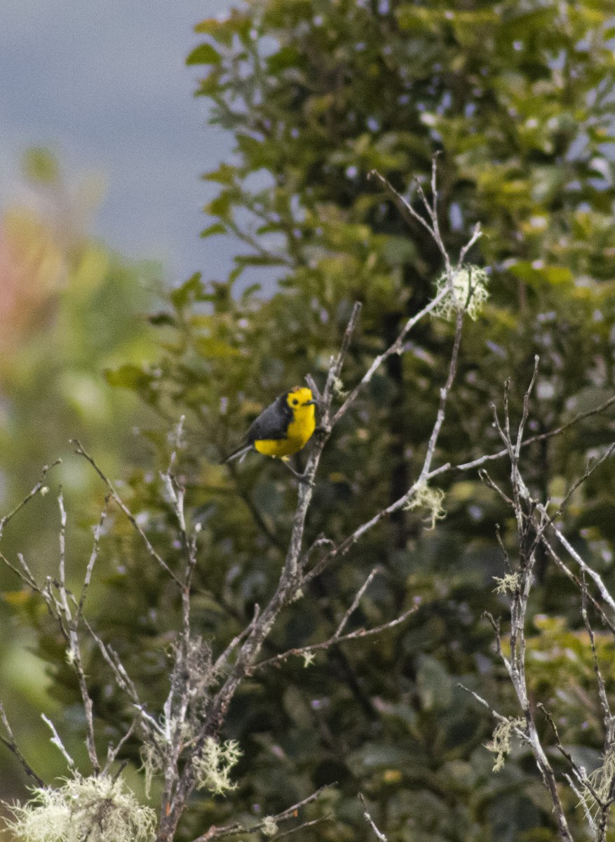 Golden-fronted x Spectacled Redstart (hybrid) - ML609446413