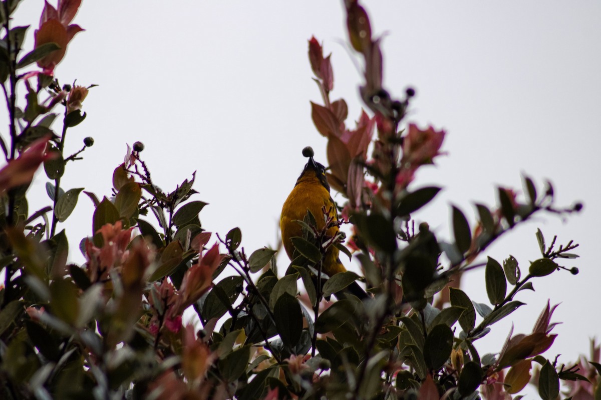 Lacrimose Mountain Tanager - Luisa Fernanda Chavez Paz