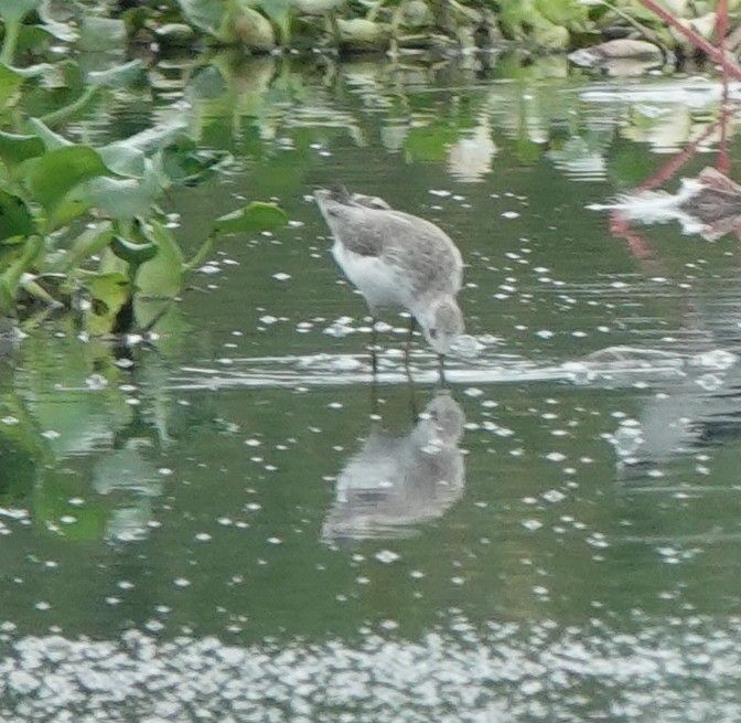 Marsh Sandpiper - Prof Chandan Singh Dalawat