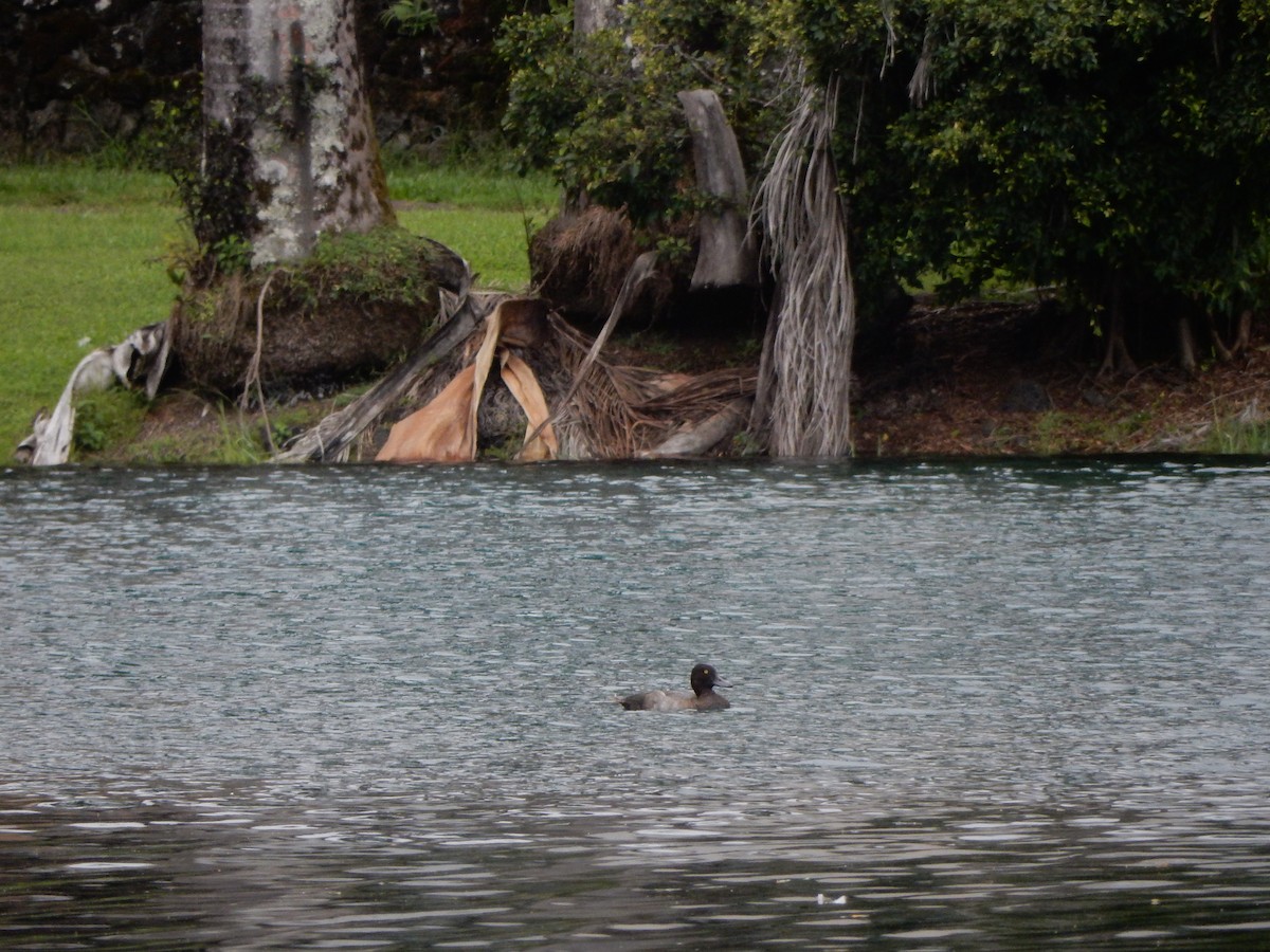 Lesser Scaup - ML609446760