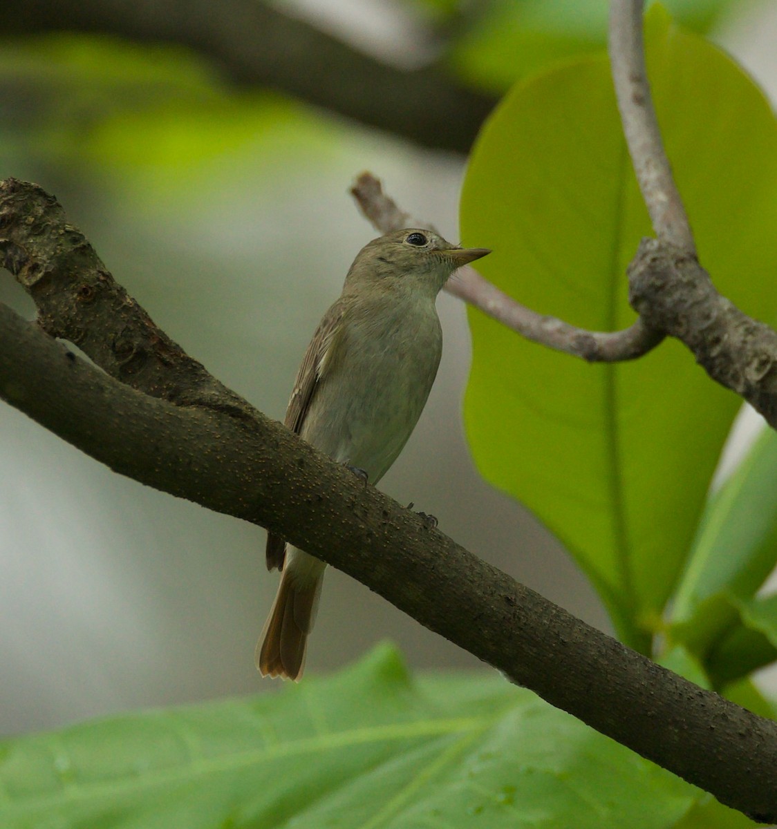Rusty-tailed Flycatcher - ML609446961