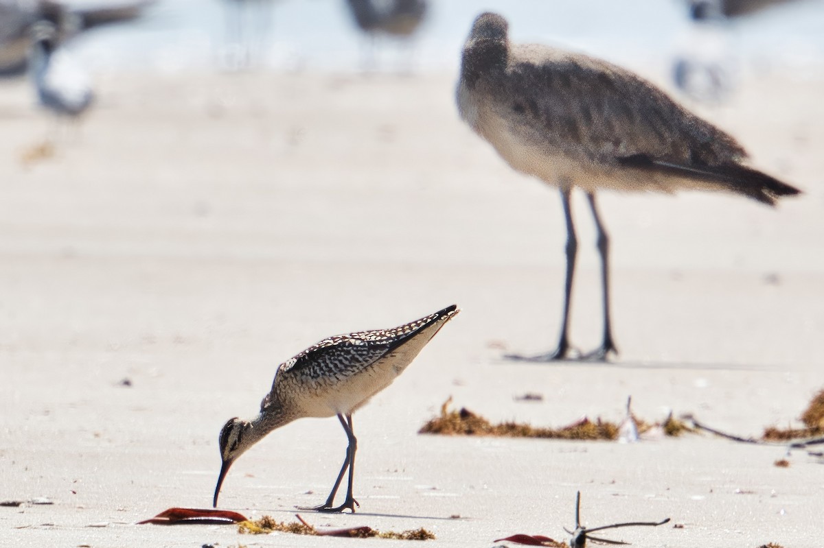 Little Curlew - ML609447193