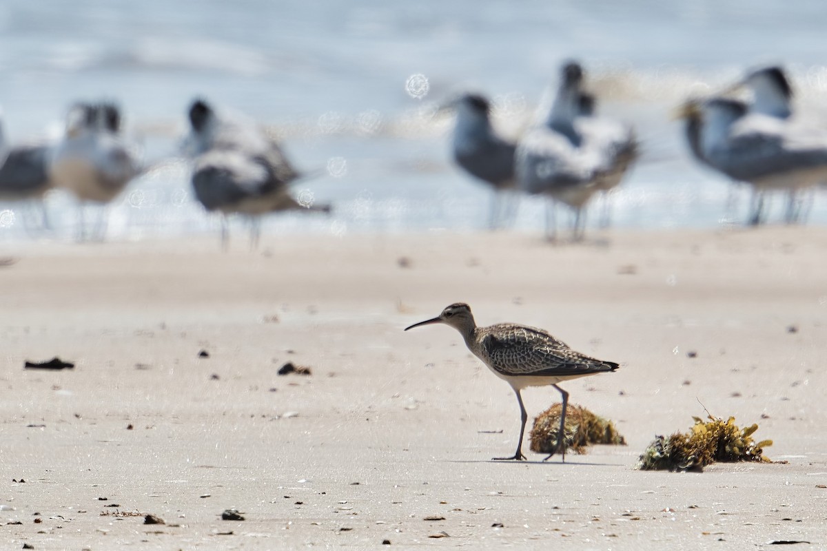 Little Curlew - ML609447194