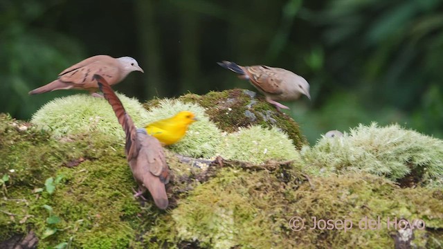 Ruddy Ground Dove - ML609447272