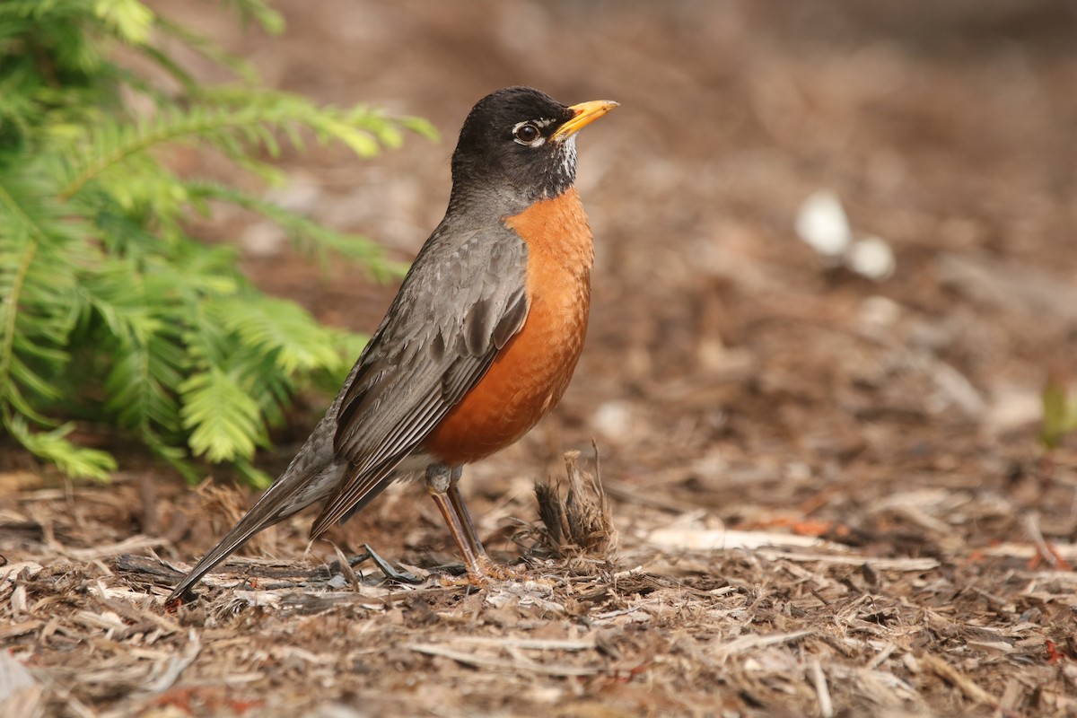 American Robin - ML609447297