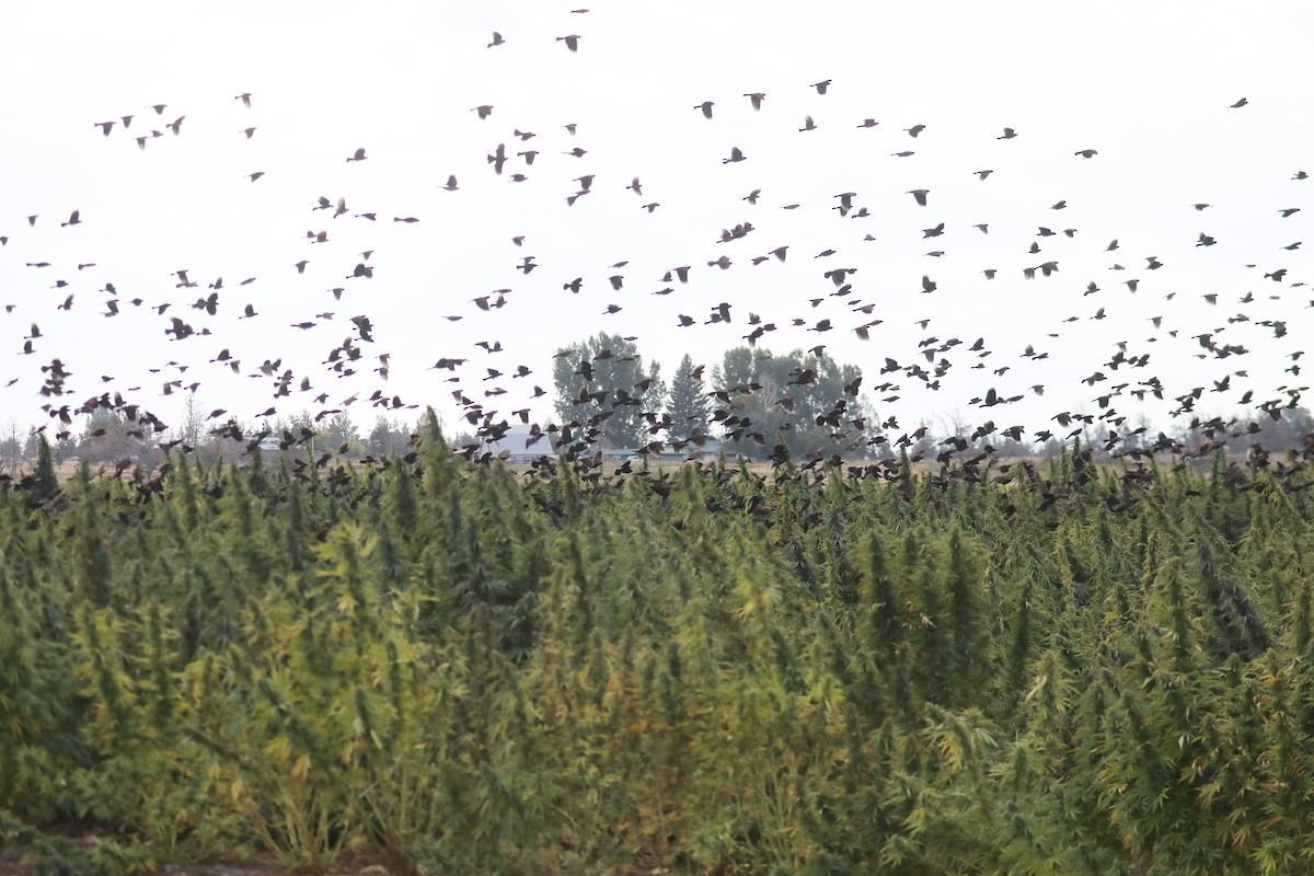 Red-winged Blackbird - ML609447338