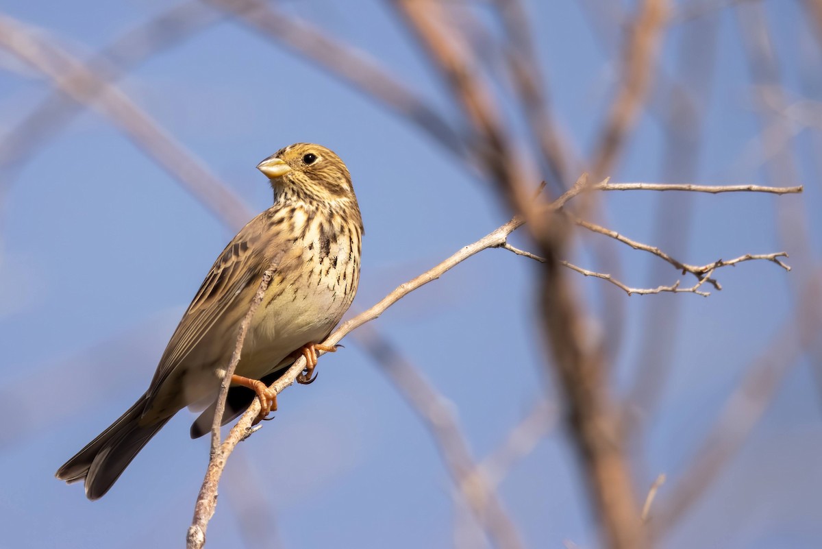 Corn Bunting - ML609447351