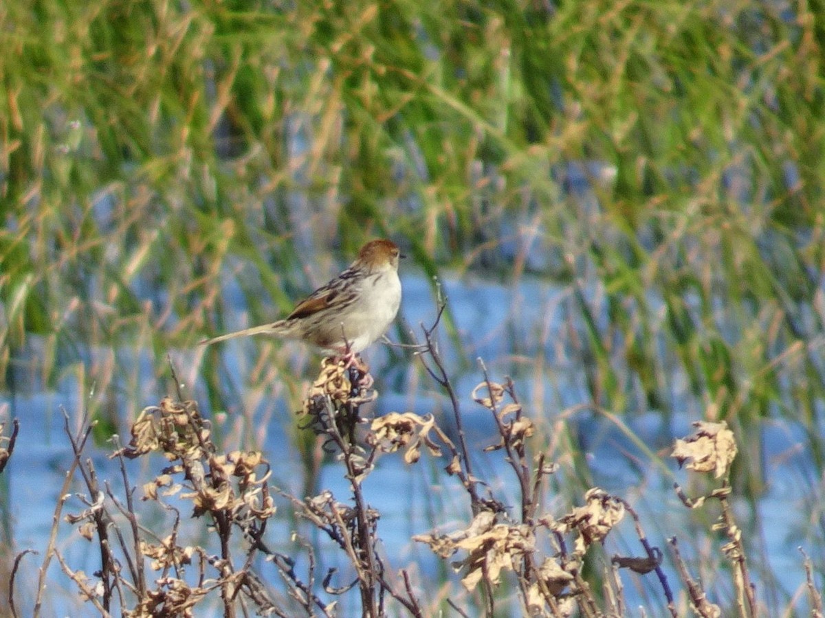 Levaillant's Cisticola - ML609447362