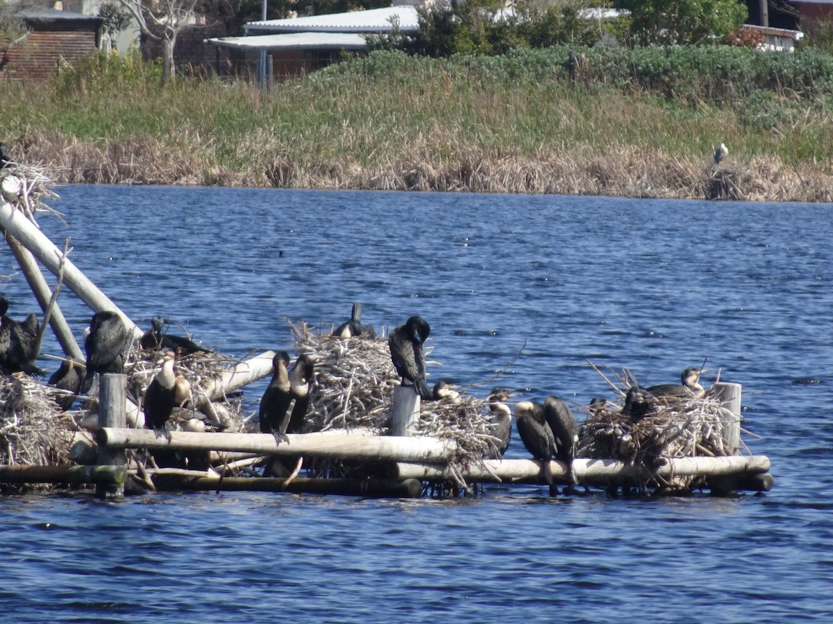 Great Cormorant (White-breasted) - ML609447375