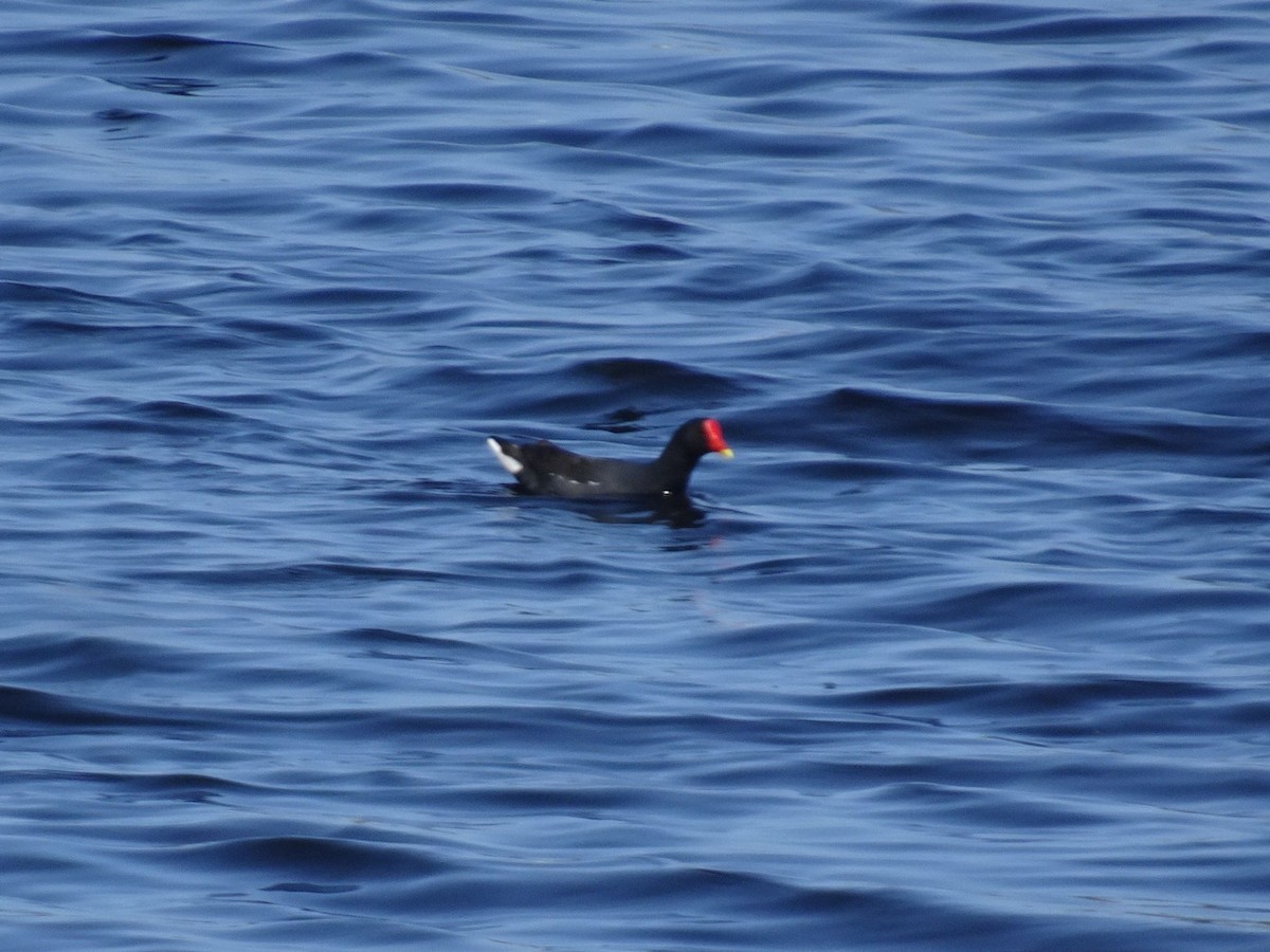 Eurasian Moorhen - ML609447378