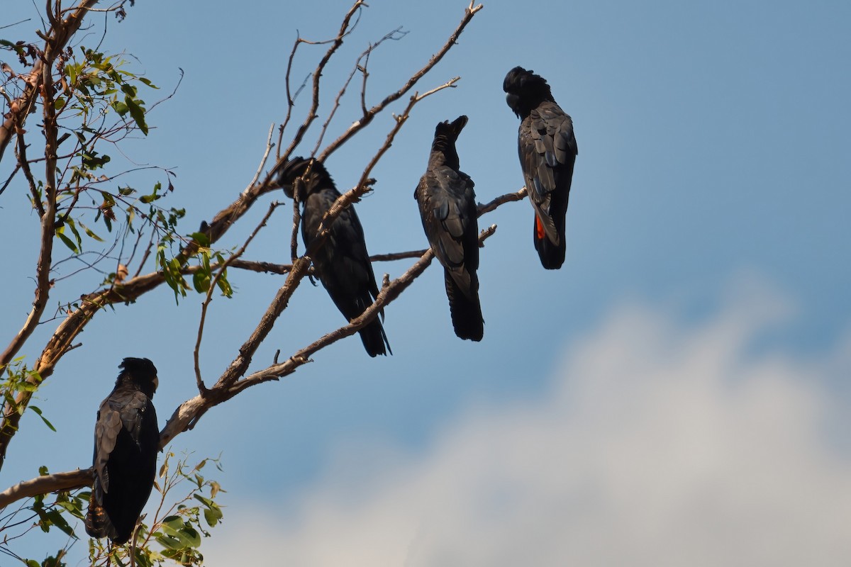 Red-tailed Black-Cockatoo - ML609447401