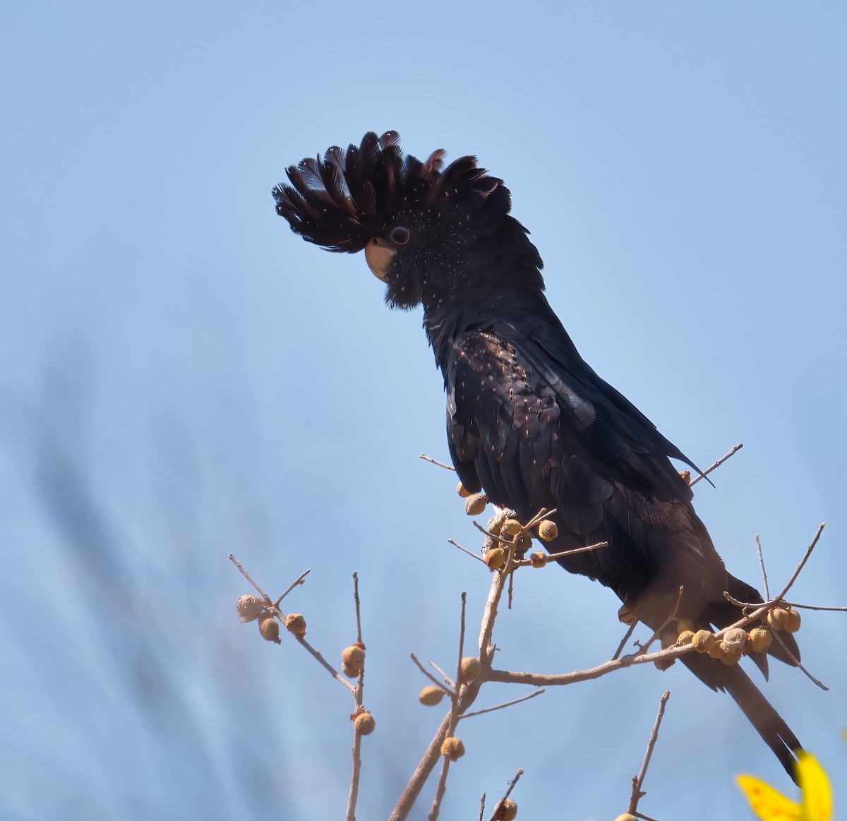 Red-tailed Black-Cockatoo - ML609447402