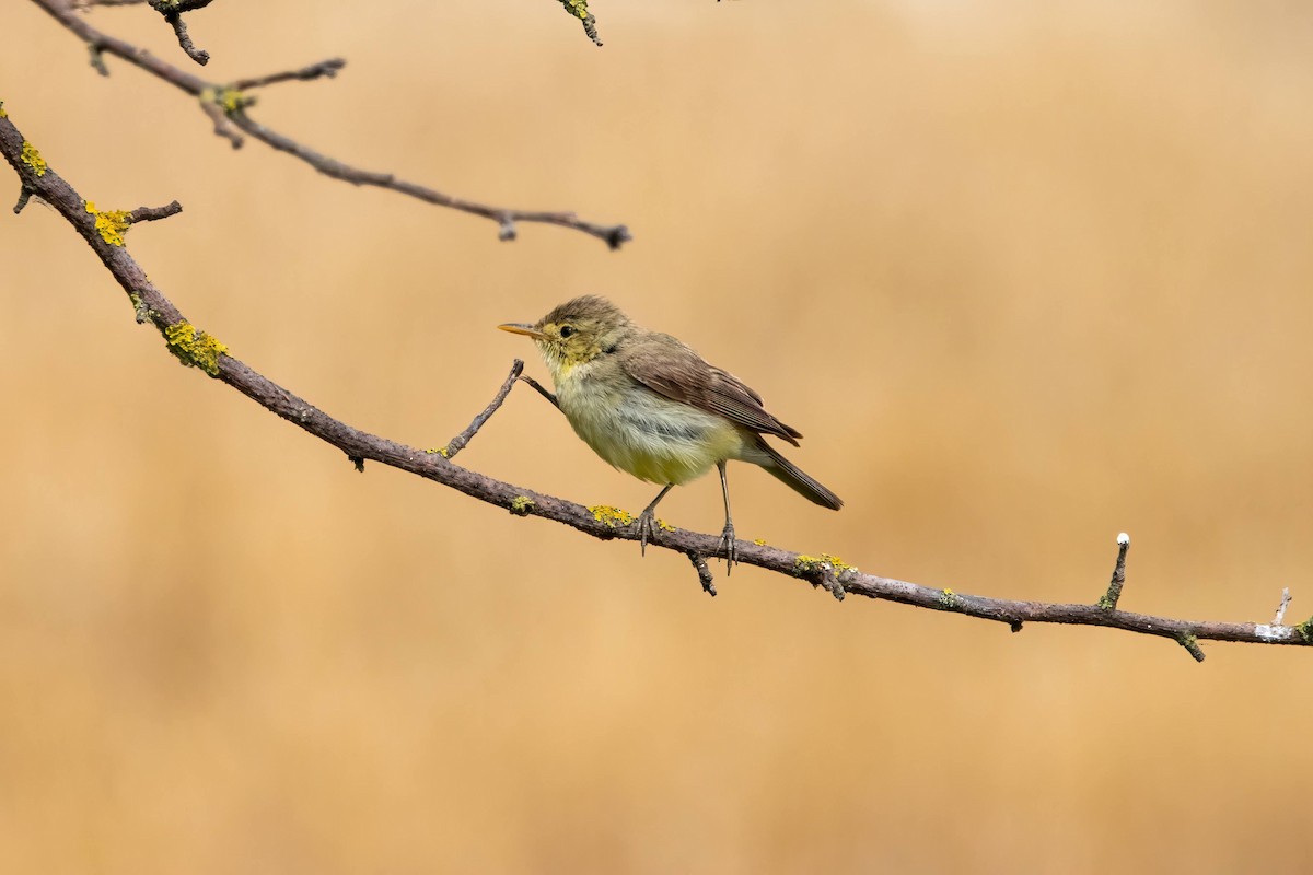 Melodious Warbler - ML609447409