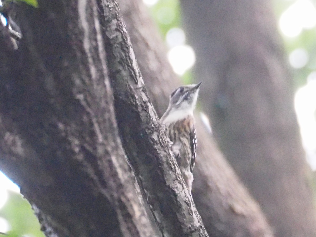Japanese Pygmy Woodpecker - ML609447478