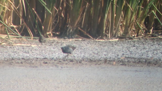 Eurasian Moorhen - ML609447512