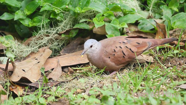 Ruddy Ground Dove - ML609447567