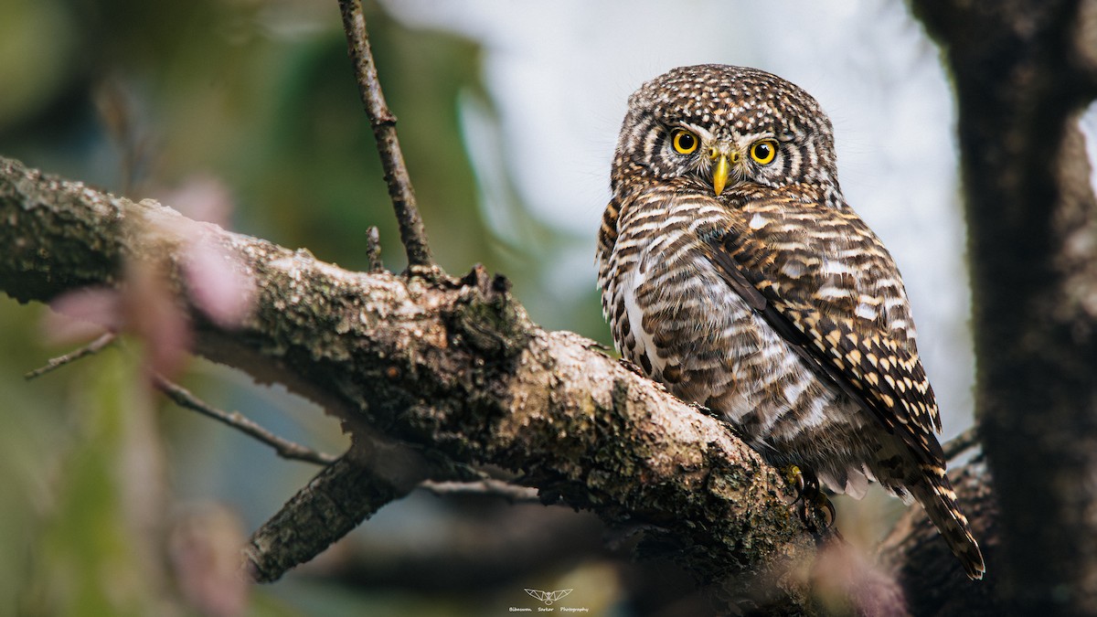 Collared Owlet - ML609447572