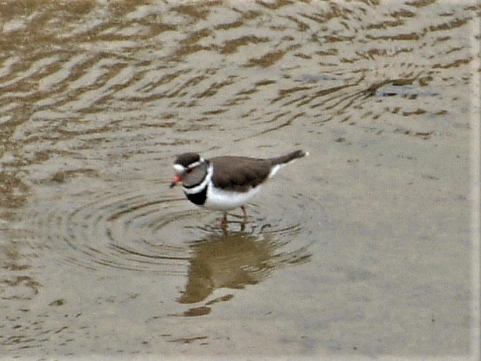 Three-banded Plover - Angus McFarlane