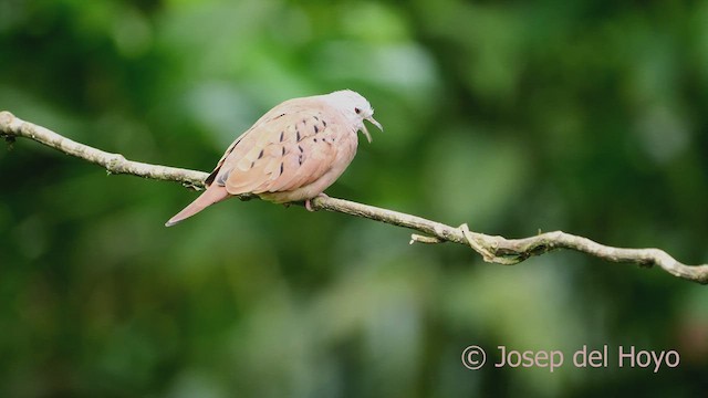 Ruddy Ground Dove - ML609447616