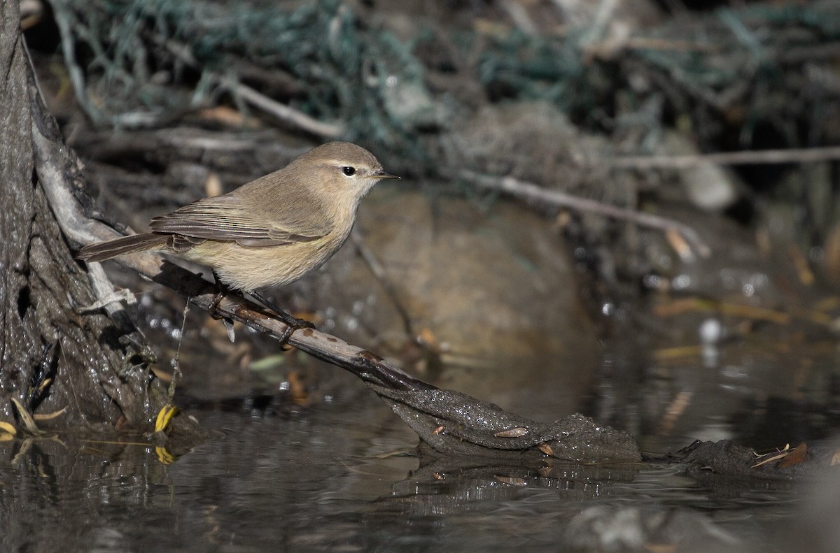 Mountain Chiffchaff - ML609447623